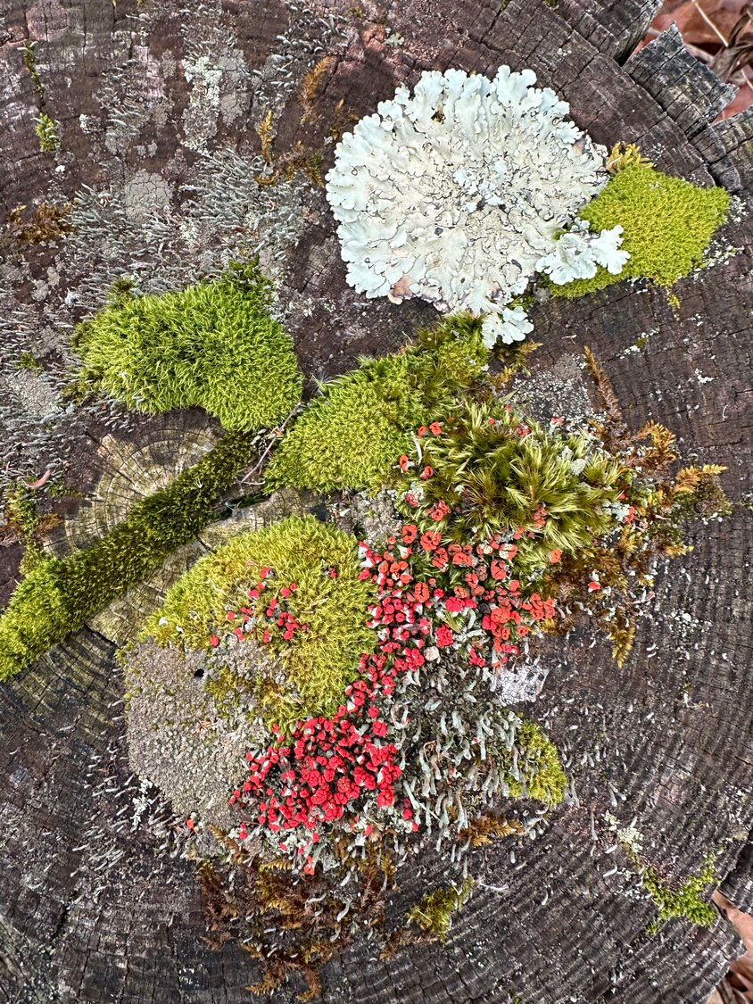Although composed of completely different organisms, this community of lichens and mosses lives harmoniously atop a tree stump in the Upper Delaware River region. It’s easy to be uncertain which is which, as they are frequently found together. One characteristic common to both is a feature called “poikilohydry,” in which both lichens and mosses “turn on” and begin photosynthesizing and growing when wet, and “turn off,” becoming brittle and dormant when dry. Mosses more readily retain water, which lichens may tap to prolong their growth cycle...In this photo, the tufted, feathery, deep green clumps are mosses. The circular green-gray form with fringed lobes at top right, as well as the bright red fruiting bodies of the British soldiers species, are lichens...
